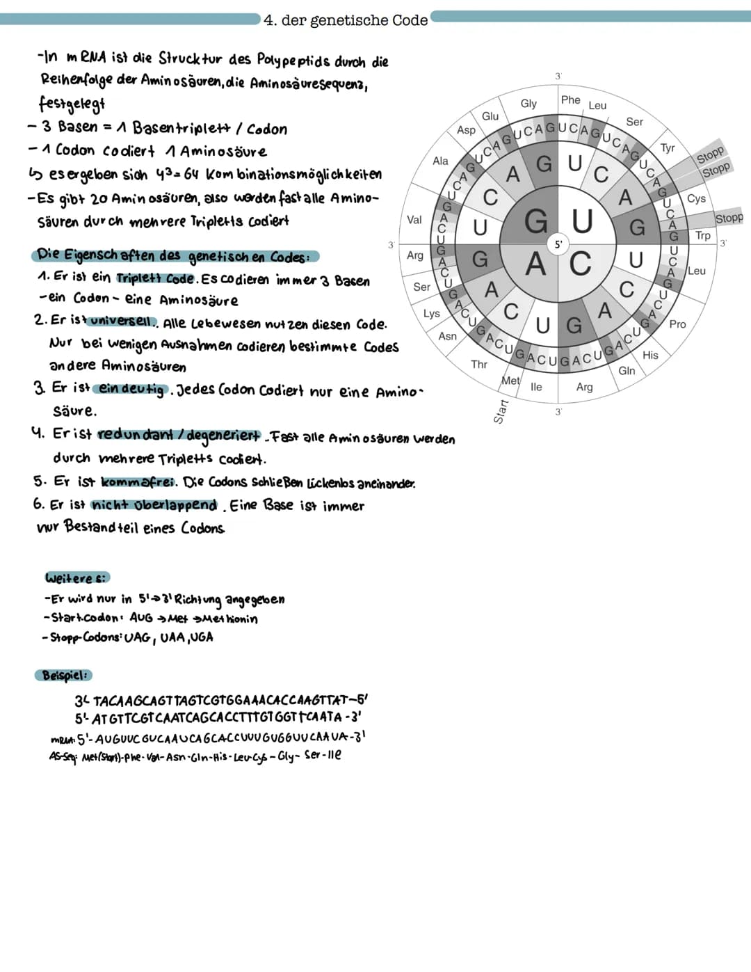 Proteinbiosynthese
1. Aufbau und Funktion von Proteinen
- Aufbau von Aminosäuren und Peptidbindung
Biologie Klausur Nr.2
- Wechselwirkungen 