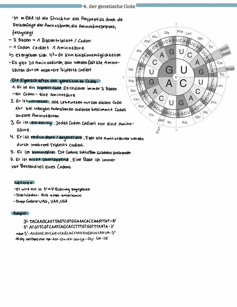 Proteinbiosynthese
1. Aufbau und Funktion von Proteinen
- Aufbau von Aminosäuren und Peptidbindung
Biologie Klausur Nr.2
- Wechselwirkungen 