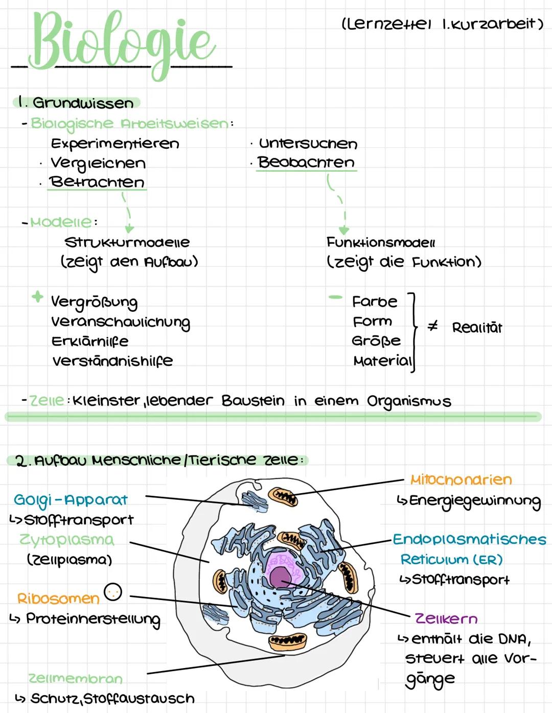 Biologie
(Lernzettel I.Kurzarbeit)
1. Grundwissen
- Biologische Arbeitsweisen:
  * Experimentieren
  * Vergleichen
  * Betrachten
  * Unters
