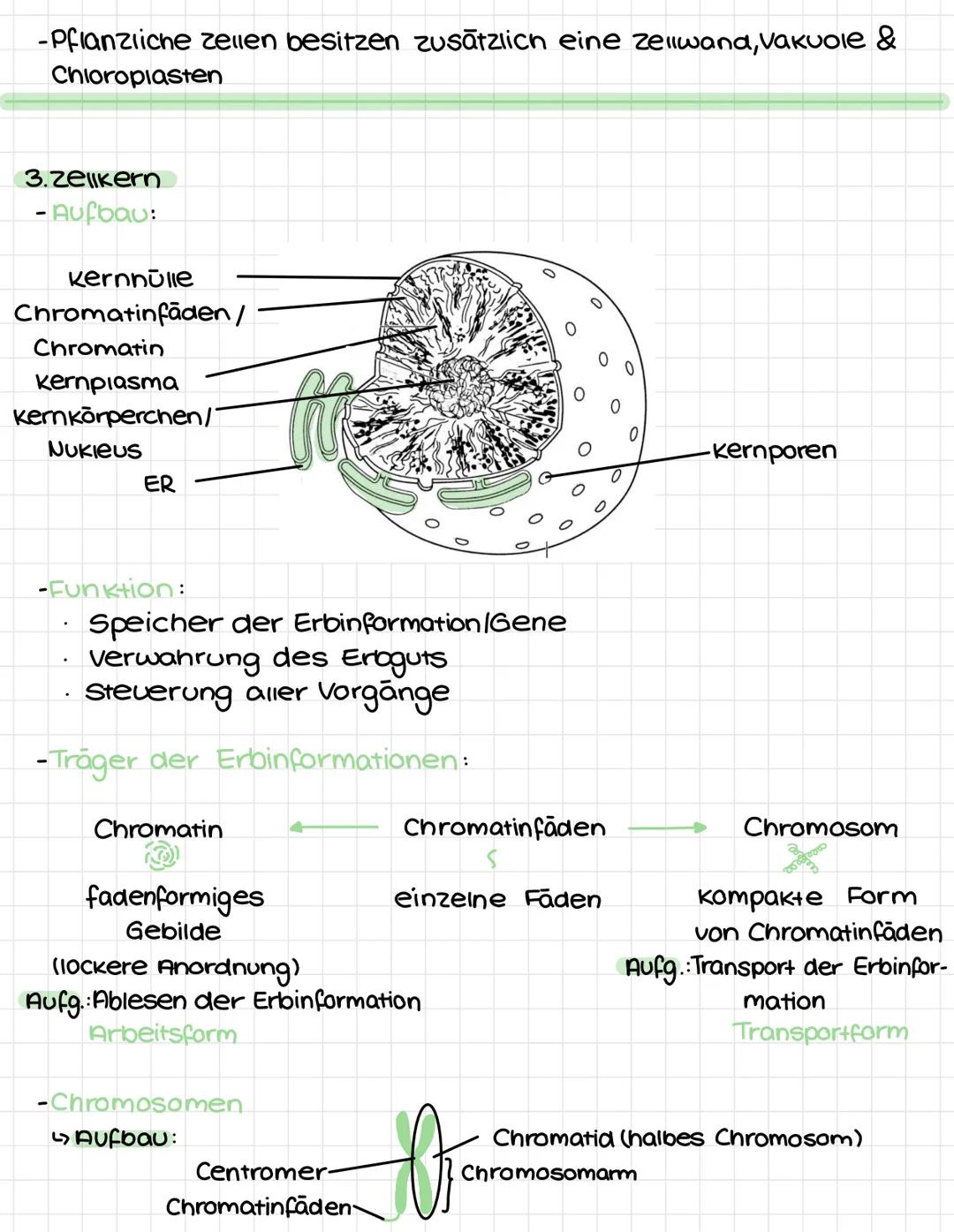 Biologie
(Lernzettel I.Kurzarbeit)
1. Grundwissen
- Biologische Arbeitsweisen:
  * Experimentieren
  * Vergleichen
  * Betrachten
  * Unters