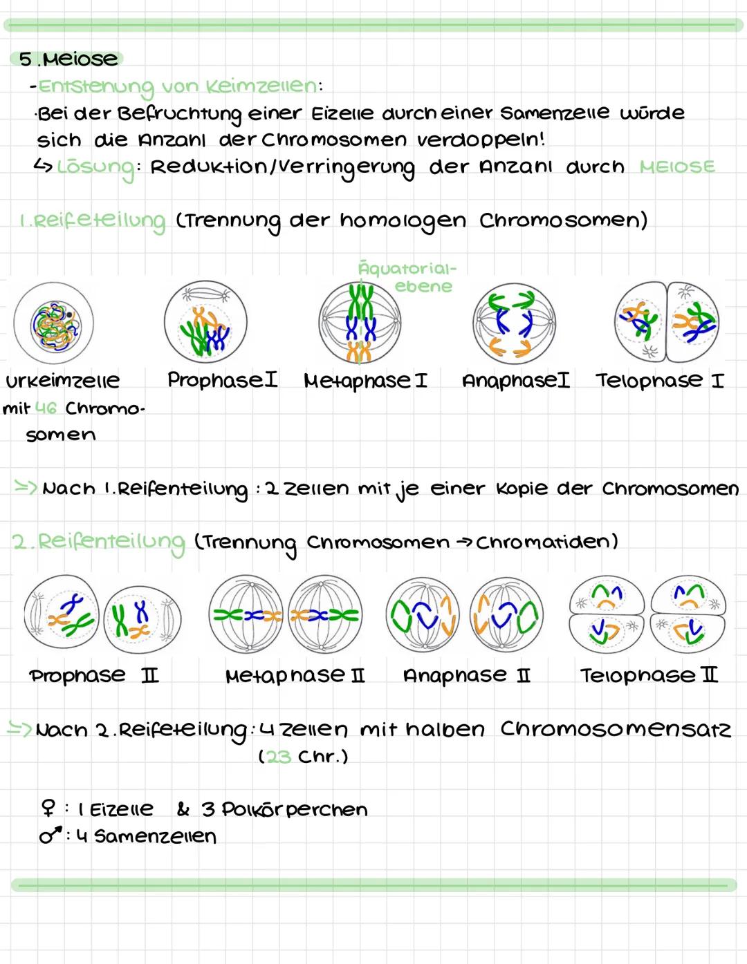 Biologie
(Lernzettel I.Kurzarbeit)
1. Grundwissen
- Biologische Arbeitsweisen:
  * Experimentieren
  * Vergleichen
  * Betrachten
  * Unters