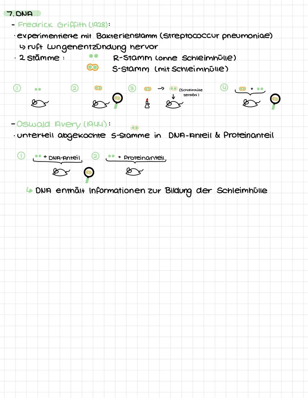 Biologie
(Lernzettel I.Kurzarbeit)
1. Grundwissen
- Biologische Arbeitsweisen:
  * Experimentieren
  * Vergleichen
  * Betrachten
  * Unters