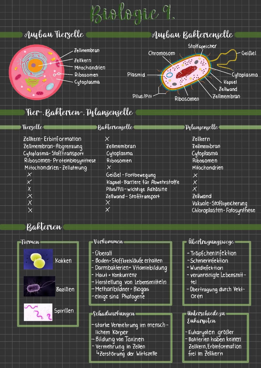 Zellen und Bakterien