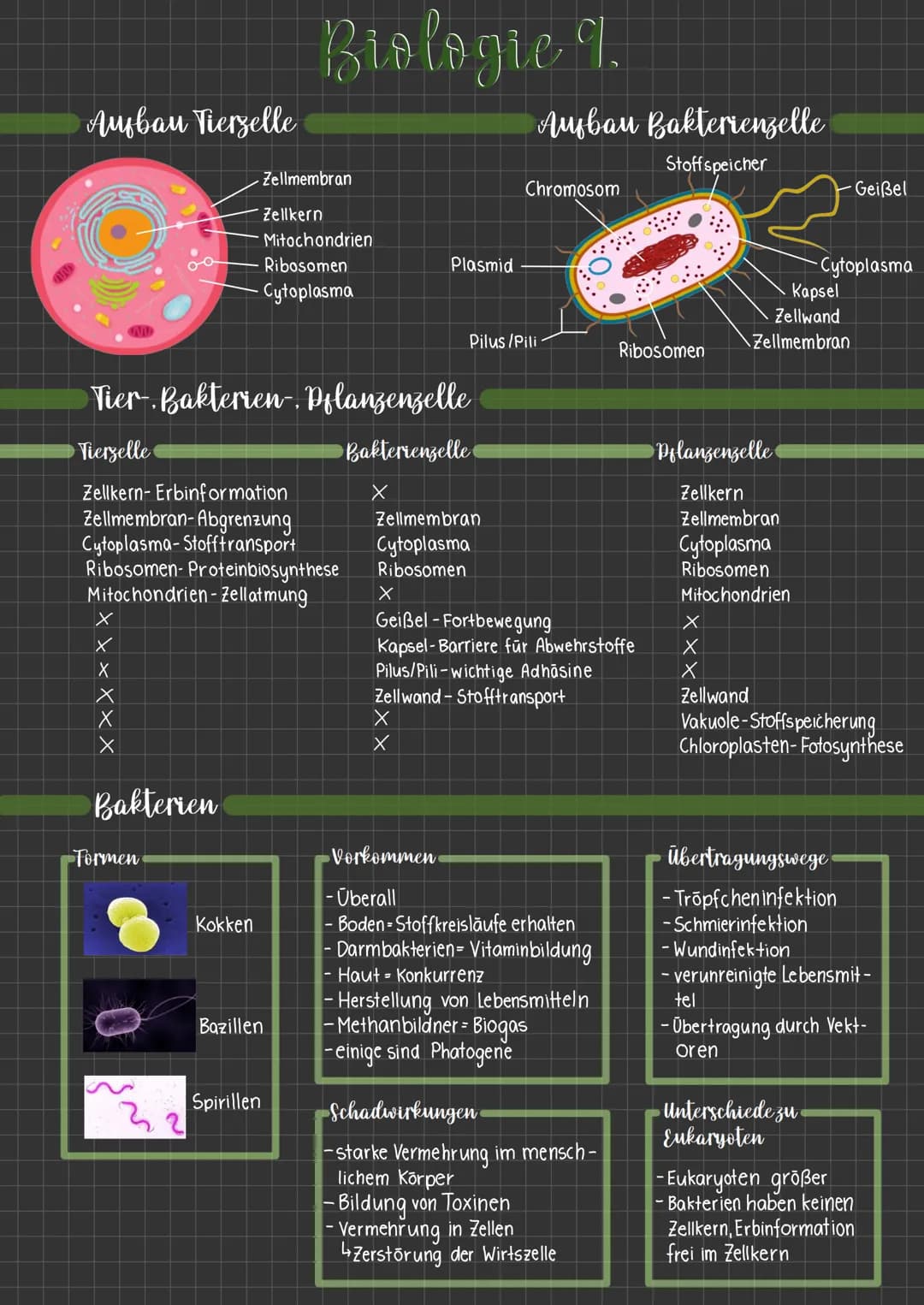 Ambau Tierzelle
x
X
X
Ribosomen- Proteinbiosynthese
Mitochondrien-Zellatmung
X
X
X
Tier- Bakterien Pflanzenzelle
Tierselle
Bakterienzelle
Ze