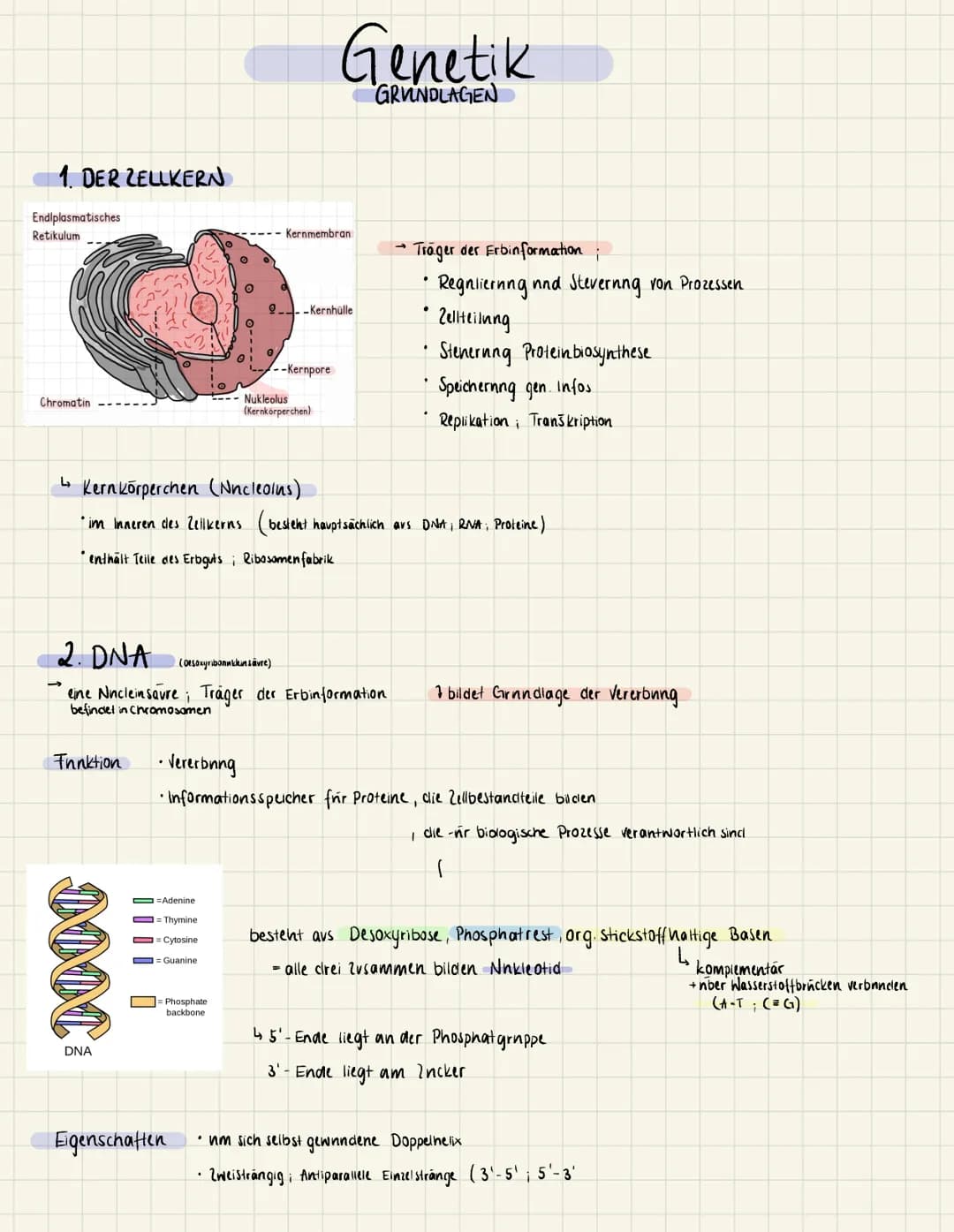 1. DER ZELLKERN
Endlplasmatisches
Retikulum
Chromatin
Funktion • Vererbning
INN.
DNA
Adenine
= Thymine
=Cytosine
Guanine
O
2. DNA
(Desoxyrib