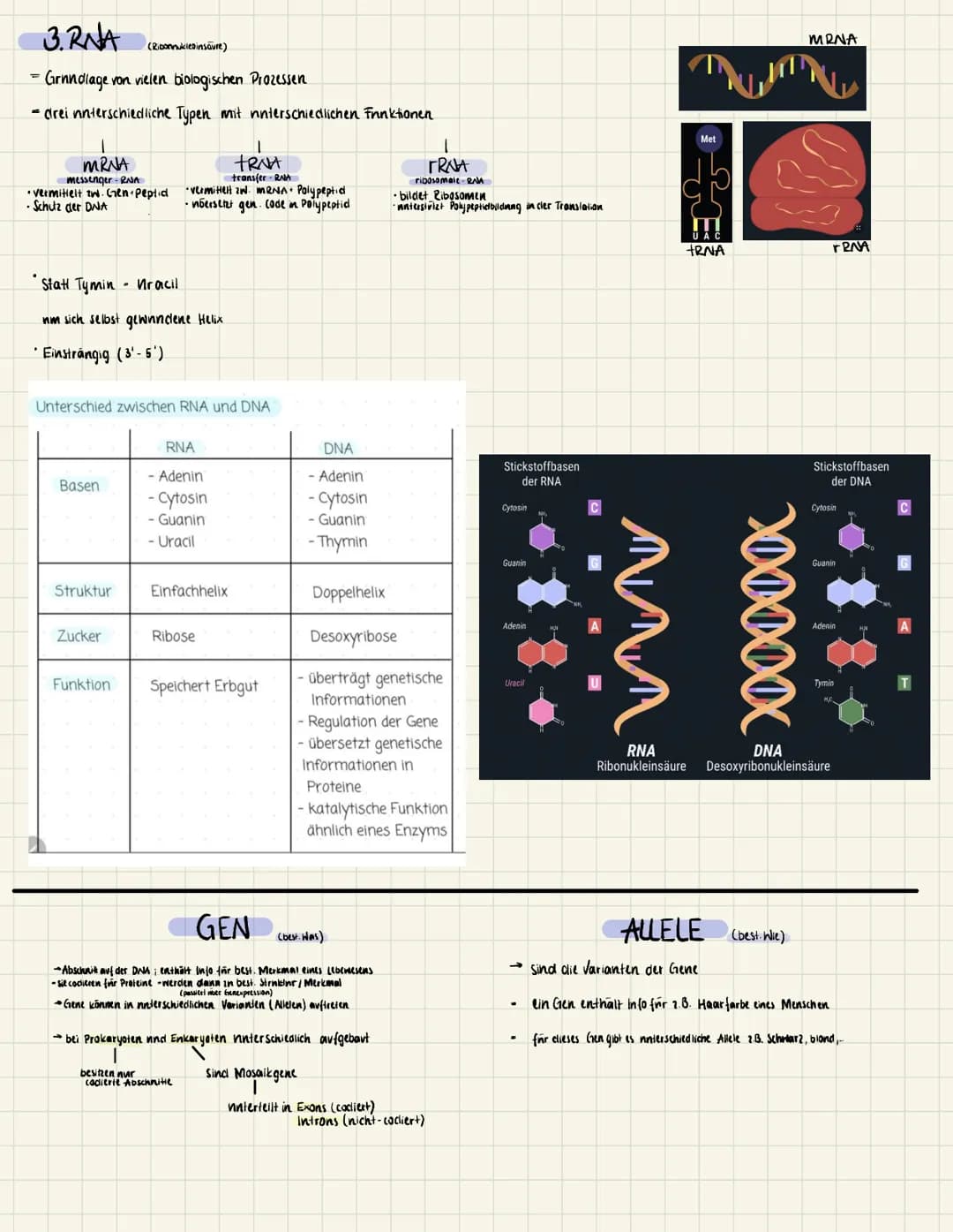 1. DER ZELLKERN
Endlplasmatisches
Retikulum
Chromatin
Funktion • Vererbning
INN.
DNA
Adenine
= Thymine
=Cytosine
Guanine
O
2. DNA
(Desoxyrib