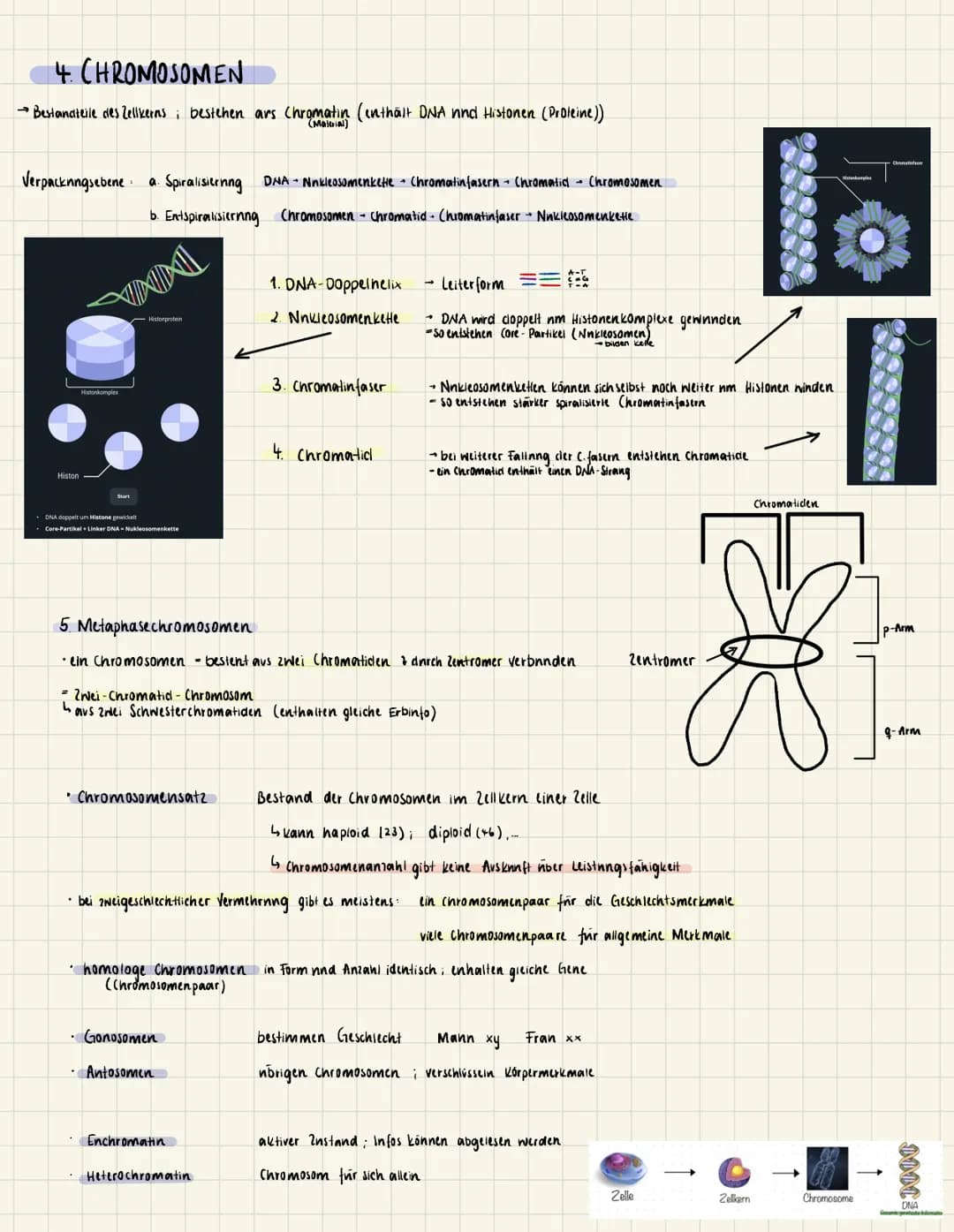 1. DER ZELLKERN
Endlplasmatisches
Retikulum
Chromatin
Funktion • Vererbning
INN.
DNA
Adenine
= Thymine
=Cytosine
Guanine
O
2. DNA
(Desoxyrib