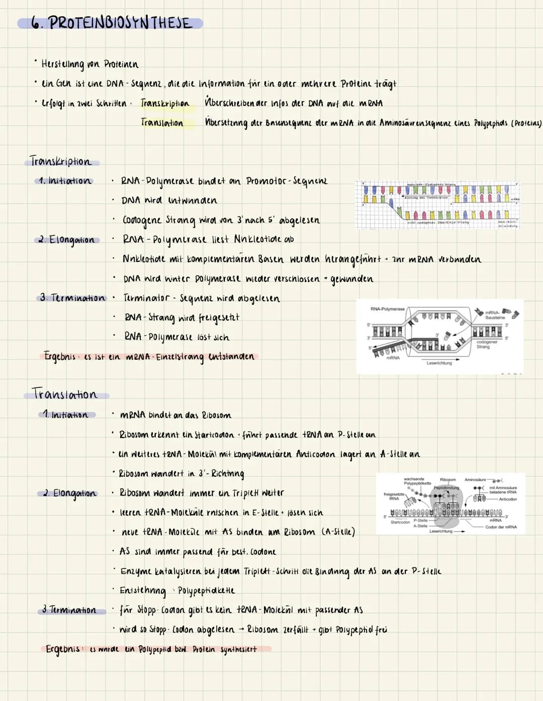 1. DER ZELLKERN
Endlplasmatisches
Retikulum
Chromatin
Funktion • Vererbning
INN.
DNA
Adenine
= Thymine
=Cytosine
Guanine
O
2. DNA
(Desoxyrib