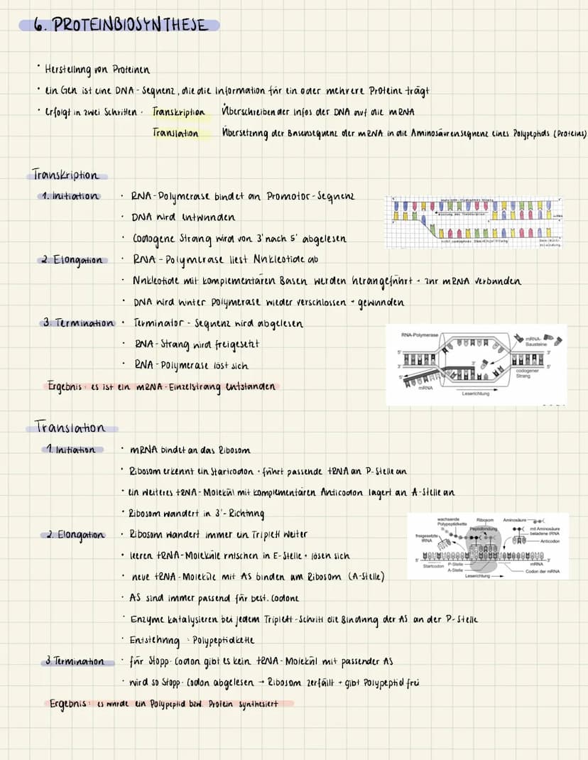 1. DER ZELLKERN
Endlplasmatisches
Retikulum
Chromatin
Funktion • Vererbning
INN.
DNA
Adenine
= Thymine
=Cytosine
Guanine
O
2. DNA
(Desoxyrib