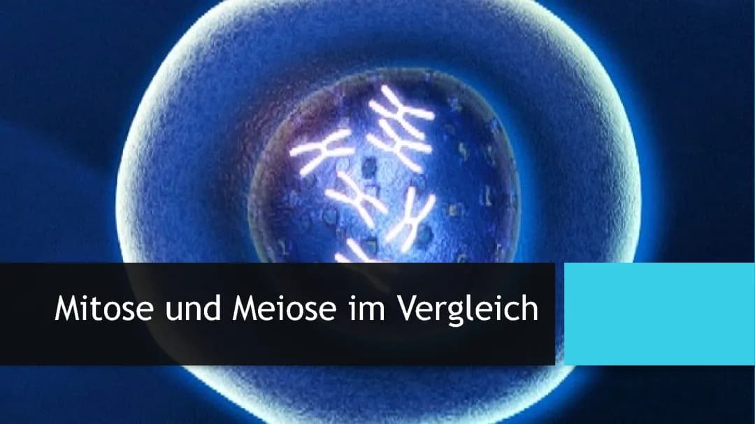 Mitose und Meiose im Vergleich 