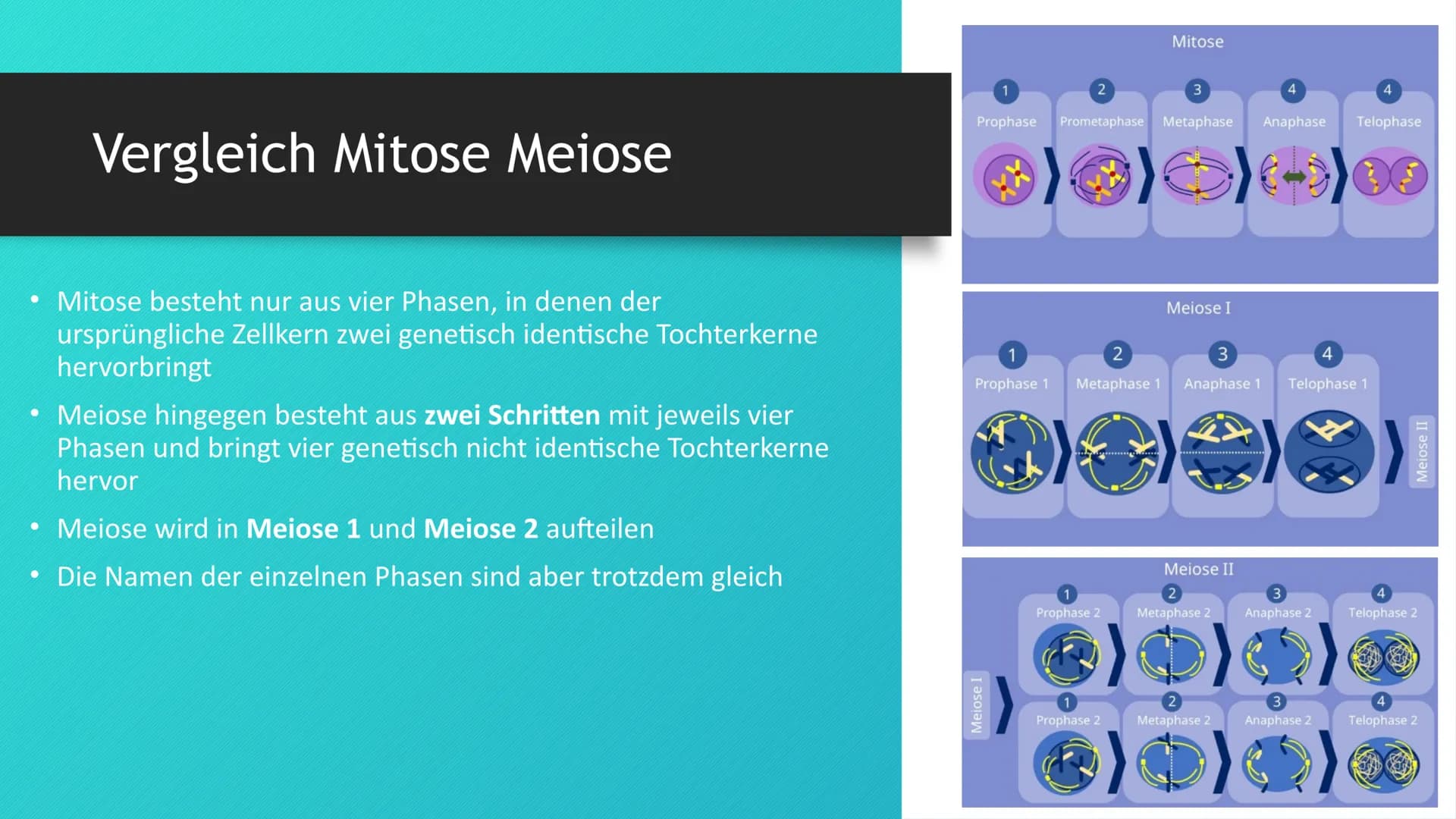 X
44
Mitose und Meiose im Vergleich Gliederung
1. Was sind Mitose und Meiose?
2. Vergleich Mitose Meiose
3. Phasen aufgelistet
4. Ausgangszu