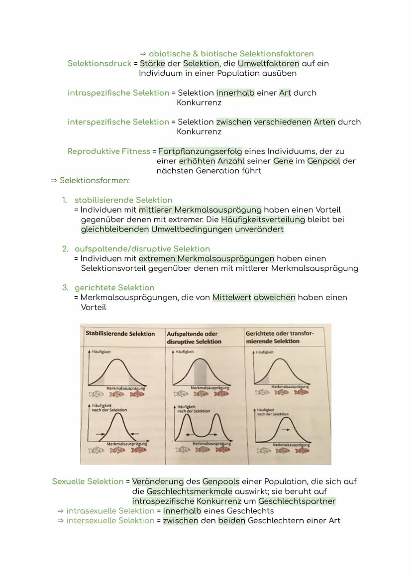 Lernzettel Evolution
Evolution = Die allmähliche Veränderung und Entwicklung vererbbarer
Merkmale von Individuen einer Population durch das 
