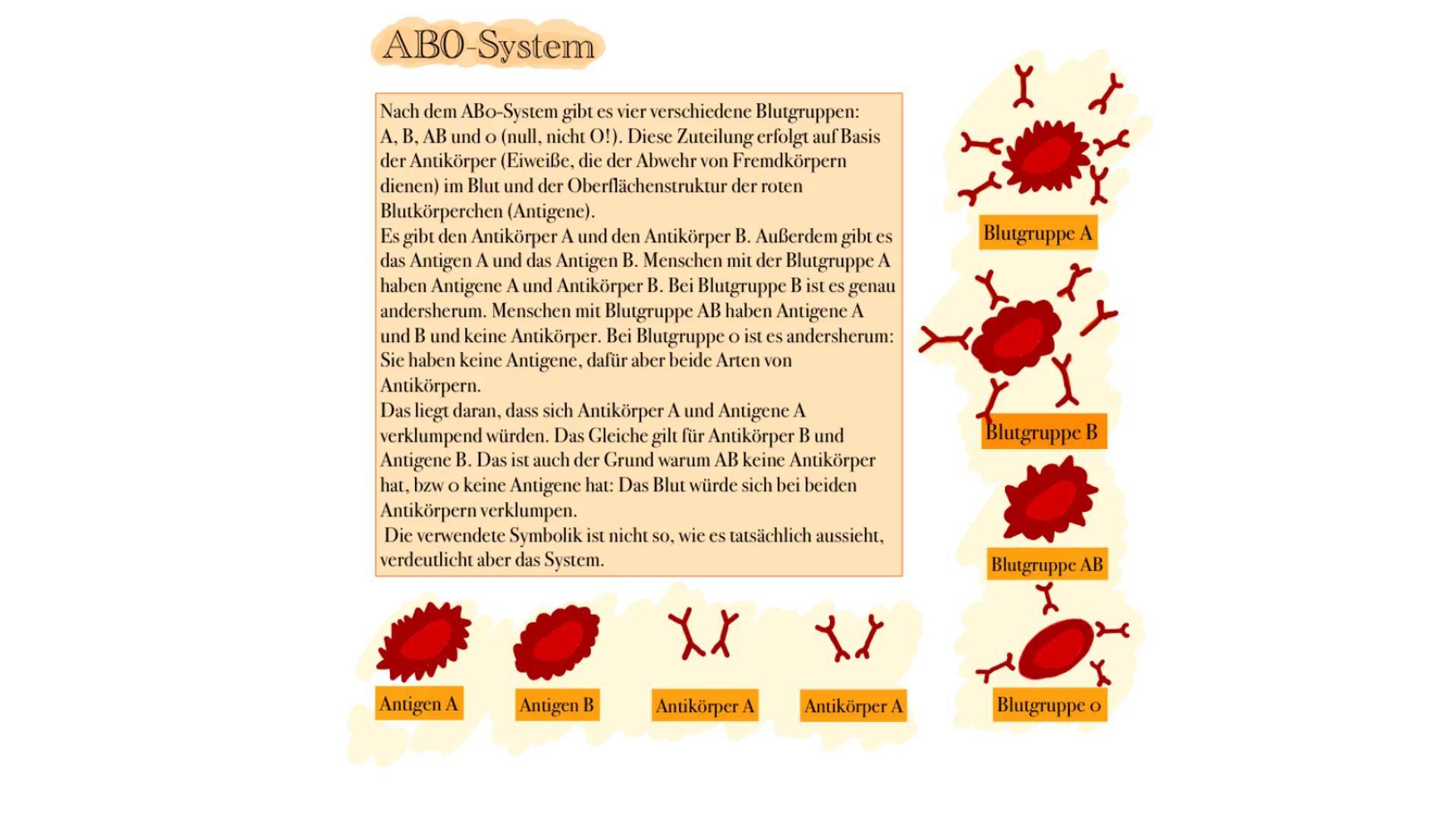 # Blutgruppen

AB0-System, Rhesusfaktor und mehr ## ABO-System

Nach dem ABo-System gibt es vier verschiedene Blutgruppen:
A, B, AB und o (n
