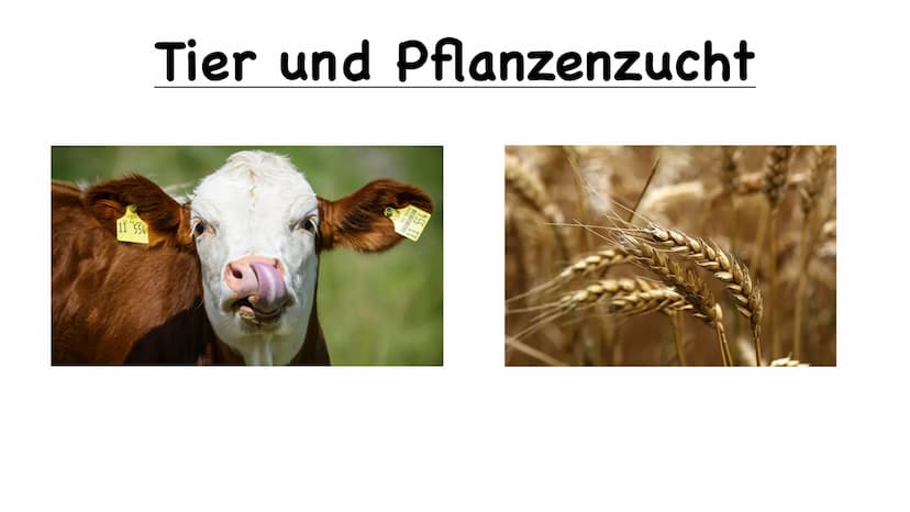 11 554
Tier und Pflanzenzucht
e
000.00 Name der Schule
Biologie 10/23
Fachlehrer:
Name :
1.) Was ist Züchtung
- künstliche Auswahl
- kontrol