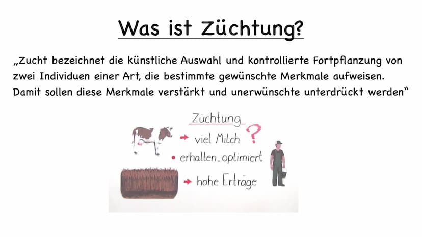 11 554
Tier und Pflanzenzucht
e
000.00 Name der Schule
Biologie 10/23
Fachlehrer:
Name :
1.) Was ist Züchtung
- künstliche Auswahl
- kontrol