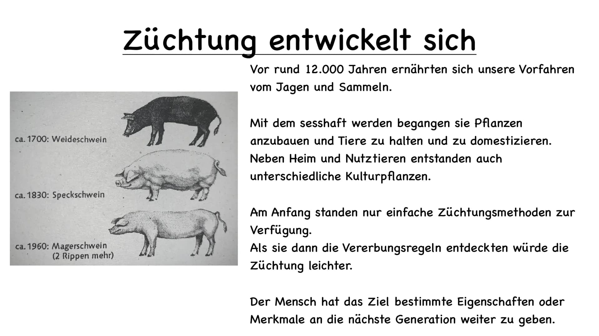 11 554
Tier und Pflanzenzucht
e
000.00 Name der Schule
Biologie 10/23
Fachlehrer:
Name :
1.) Was ist Züchtung
- künstliche Auswahl
- kontrol