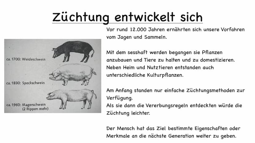11 554
Tier und Pflanzenzucht
e
000.00 Name der Schule
Biologie 10/23
Fachlehrer:
Name :
1.) Was ist Züchtung
- künstliche Auswahl
- kontrol