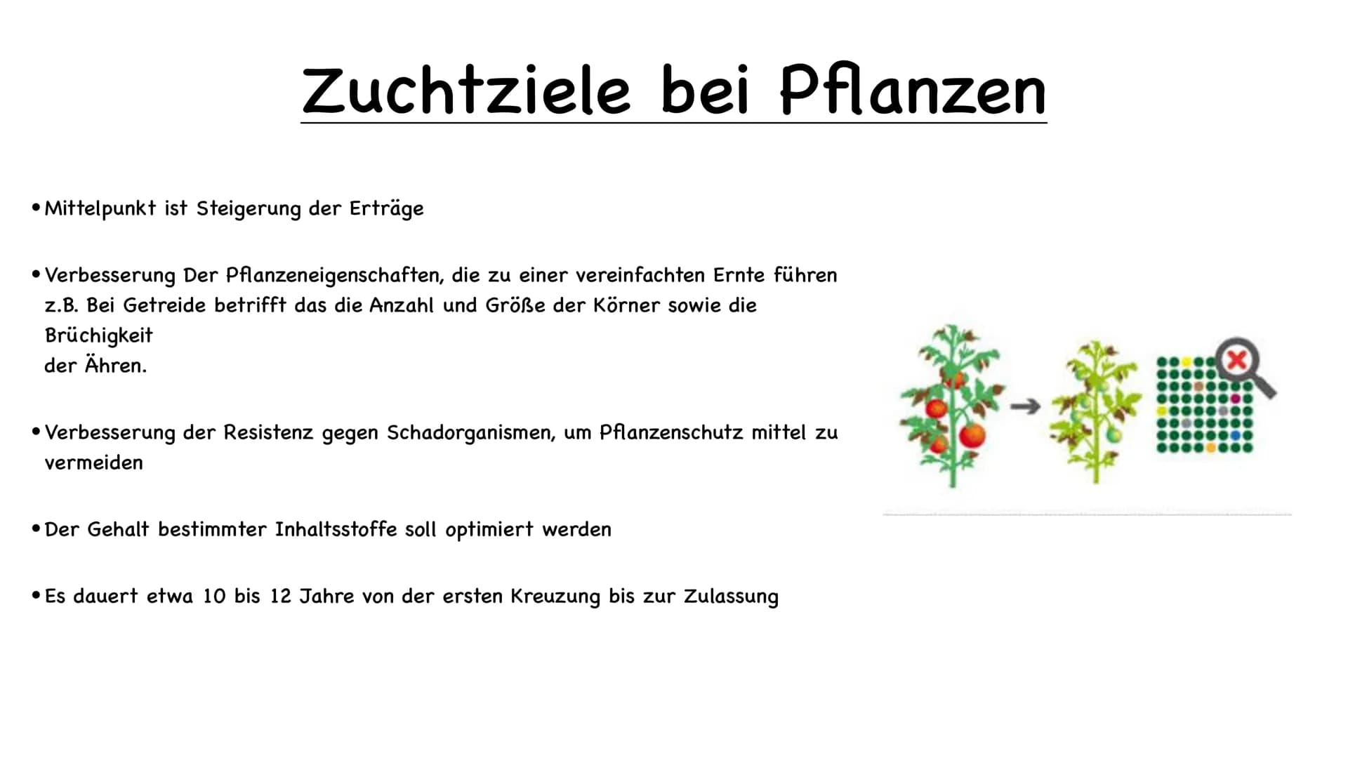 11 554
Tier und Pflanzenzucht
e
000.00 Name der Schule
Biologie 10/23
Fachlehrer:
Name :
1.) Was ist Züchtung
- künstliche Auswahl
- kontrol
