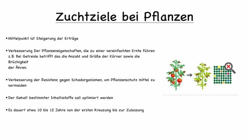 11 554
Tier und Pflanzenzucht
e
000.00 Name der Schule
Biologie 10/23
Fachlehrer:
Name :
1.) Was ist Züchtung
- künstliche Auswahl
- kontrol