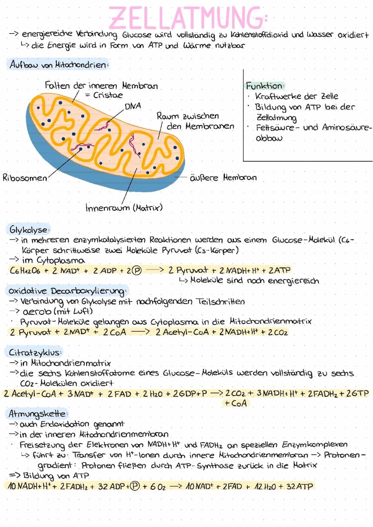 Know Zellatmung  thumbnail