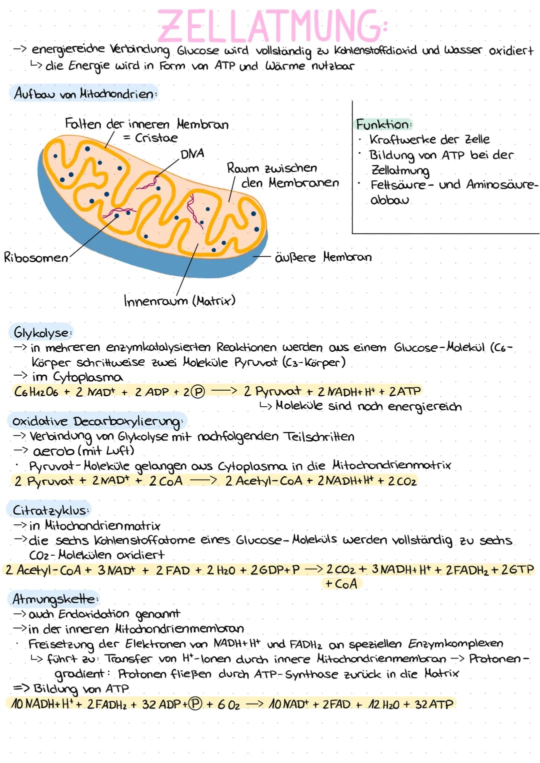 ZELLATMUNG
→> energiereiche Verbindung Glucose wird vollständig zu Kohlenstoffdioxid und Wasser oxidiert
L> die Energie wird in Form von ATP