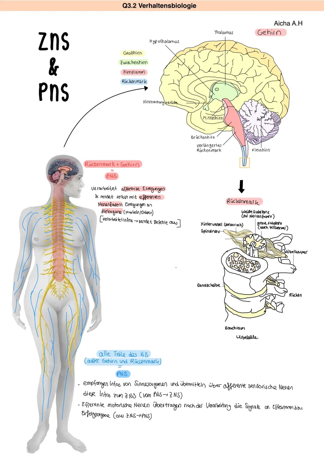 Understanding Reflexes: How the Nervous System Works
