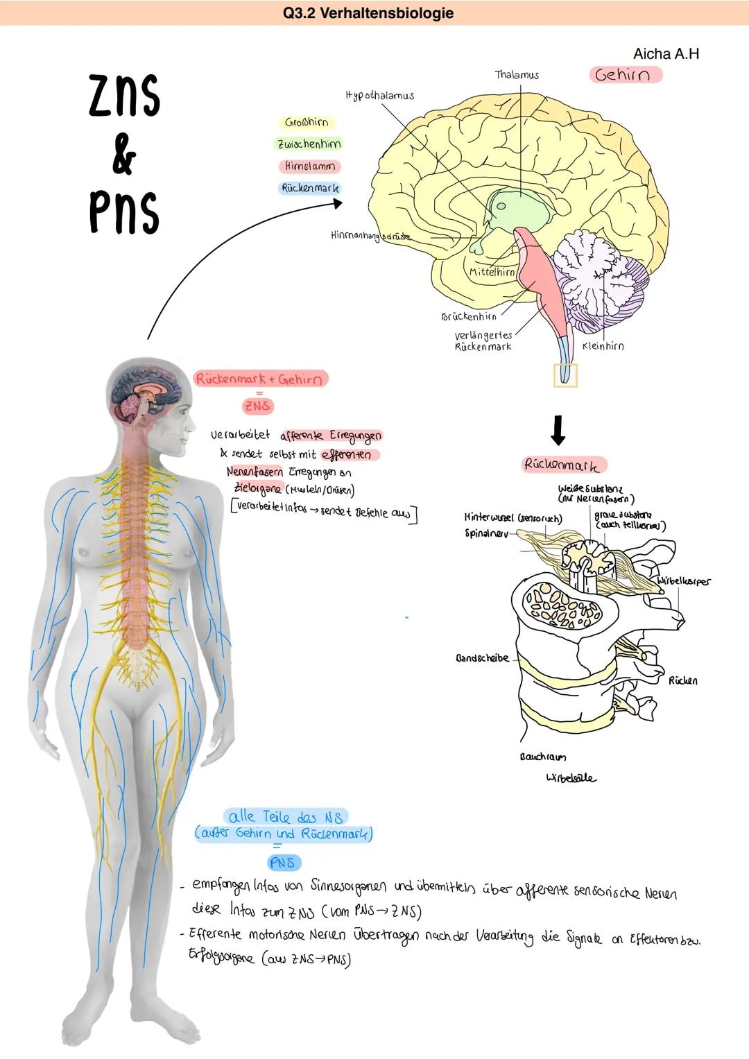 Understanding Reflexes: How the Nervous System Works