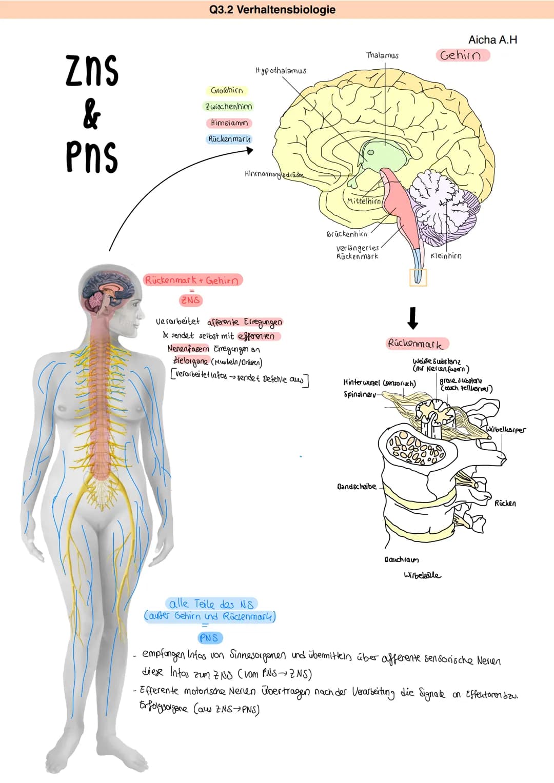 Zns
&
Pns
Q3.2 Verhaltensbiologie
ZNS
Großhirn
Zwischenhirn
Himstamm
Rückenmark
Rückenmark + Gehirn
Hypothalamus
Hinnanhangsdrüse
verarbeite