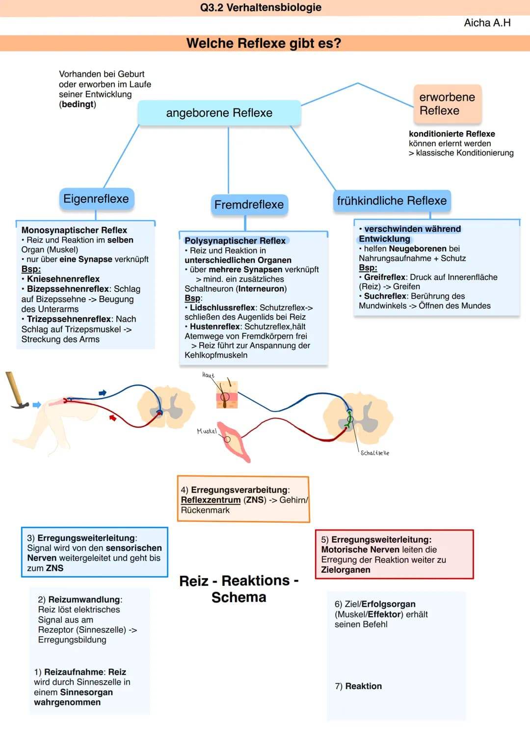 Zns
&
Pns
Q3.2 Verhaltensbiologie
ZNS
Großhirn
Zwischenhirn
Himstamm
Rückenmark
Rückenmark + Gehirn
Hypothalamus
Hinnanhangsdrüse
verarbeite