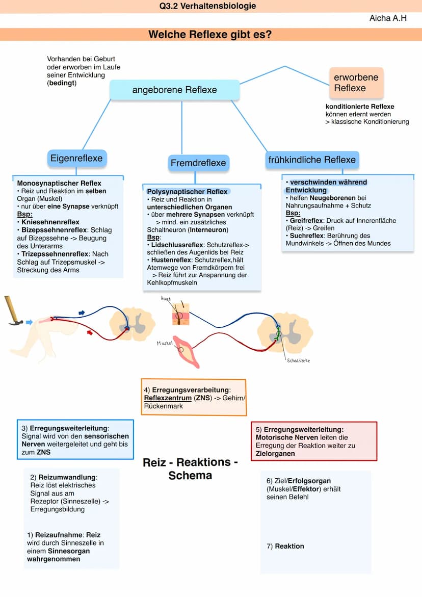 Zns
&
Pns
Q3.2 Verhaltensbiologie
ZNS
Großhirn
Zwischenhirn
Himstamm
Rückenmark
Rückenmark + Gehirn
Hypothalamus
Hinnanhangsdrüse
verarbeite