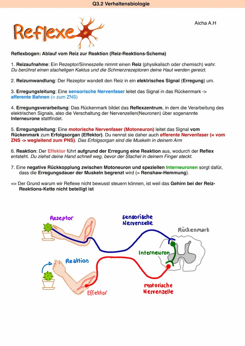 Zns
&
Pns
Q3.2 Verhaltensbiologie
ZNS
Großhirn
Zwischenhirn
Himstamm
Rückenmark
Rückenmark + Gehirn
Hypothalamus
Hinnanhangsdrüse
verarbeite