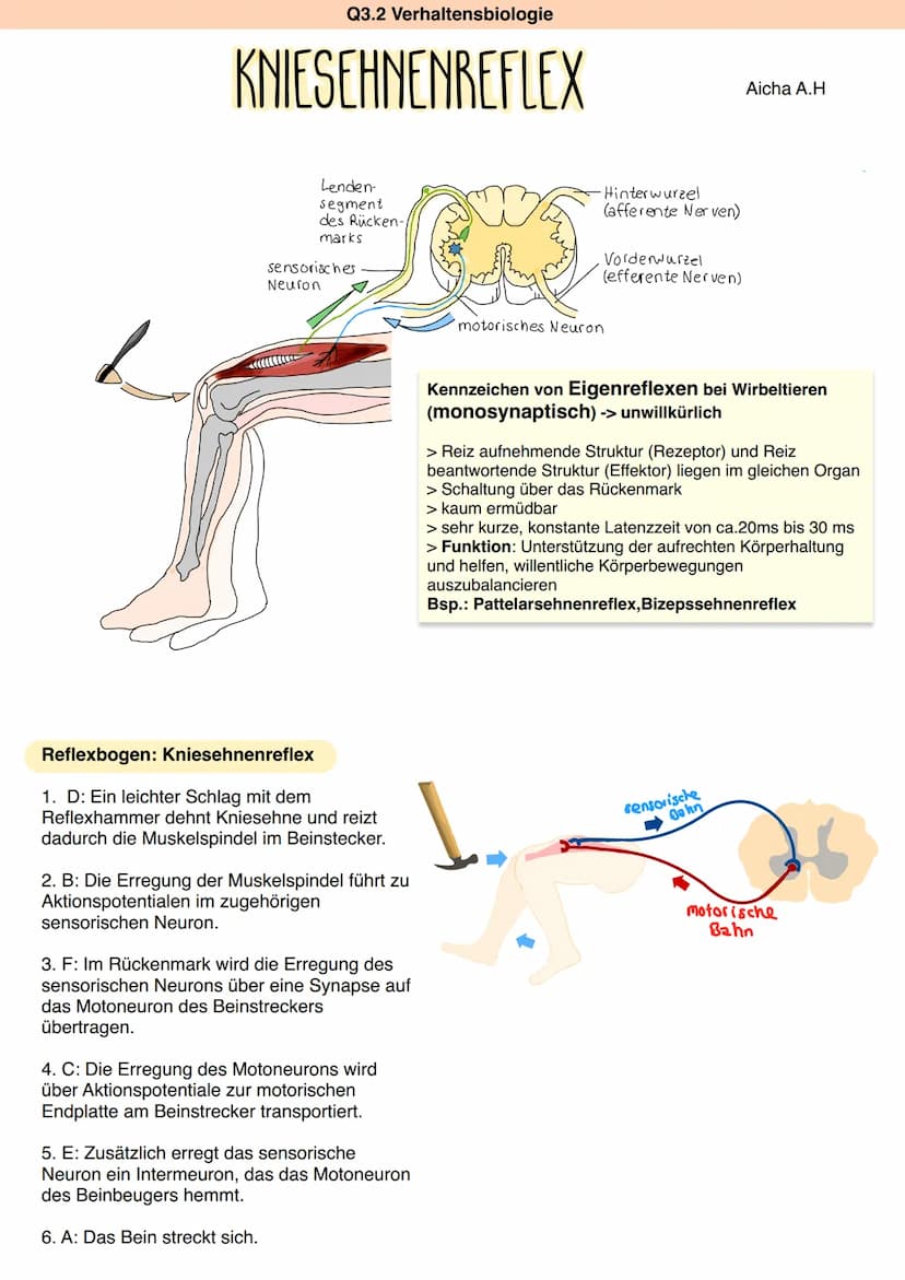 Zns
&
Pns
Q3.2 Verhaltensbiologie
ZNS
Großhirn
Zwischenhirn
Himstamm
Rückenmark
Rückenmark + Gehirn
Hypothalamus
Hinnanhangsdrüse
verarbeite
