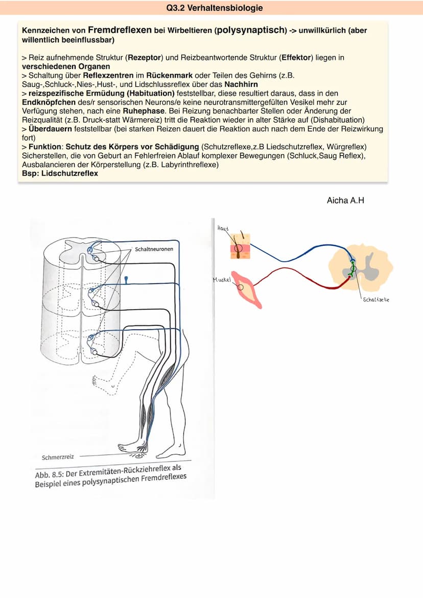 Zns
&
Pns
Q3.2 Verhaltensbiologie
ZNS
Großhirn
Zwischenhirn
Himstamm
Rückenmark
Rückenmark + Gehirn
Hypothalamus
Hinnanhangsdrüse
verarbeite