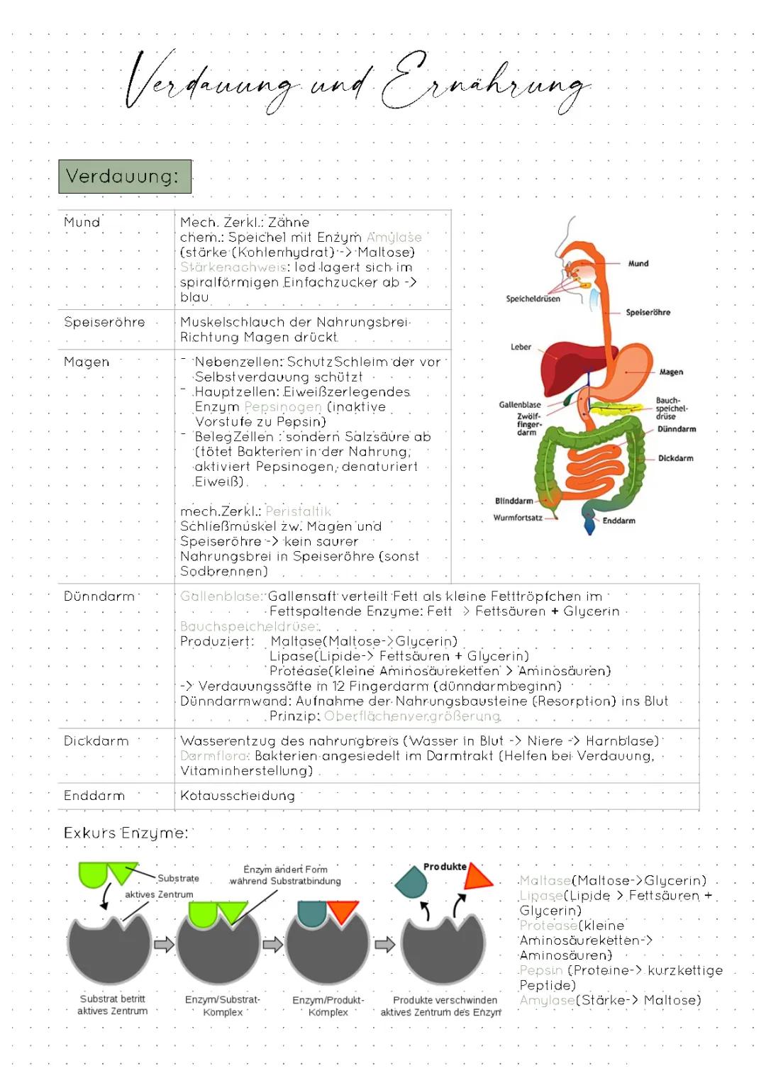 Biologie Verdauung und Ernährung 