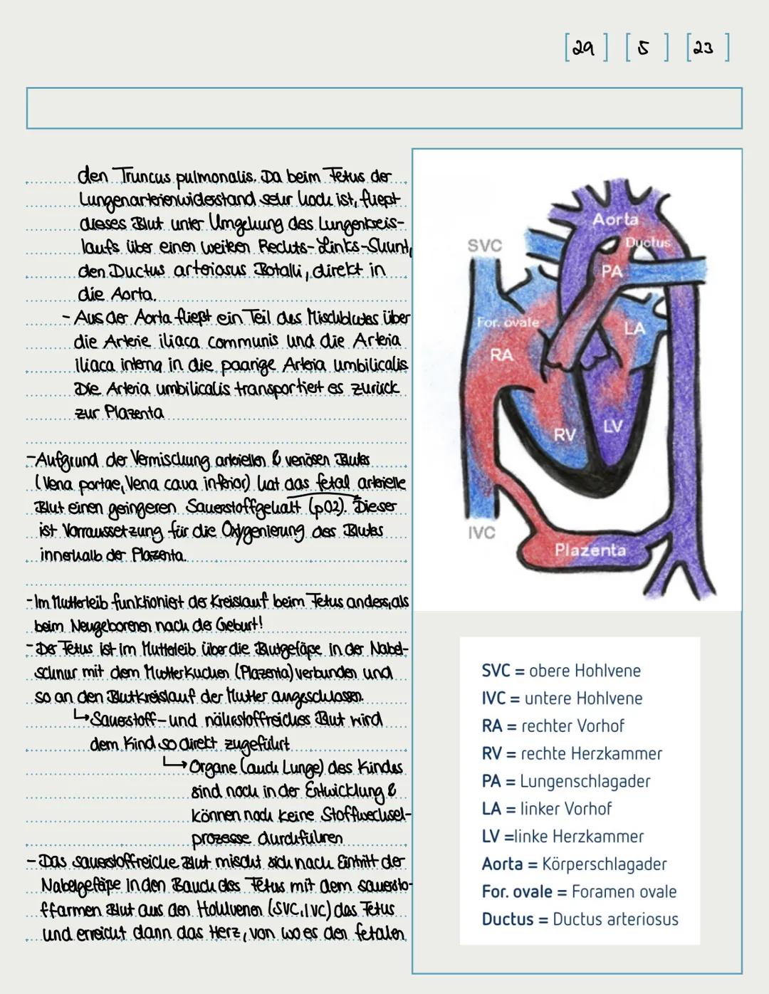 [25] s] [23
Fetaler Kreislauf (vorgeburtlicher Blutkreislauf) (im Mutteletb)
-Definition: Als fetaler Kreislauf bezeichnet man den.
Blutkrei