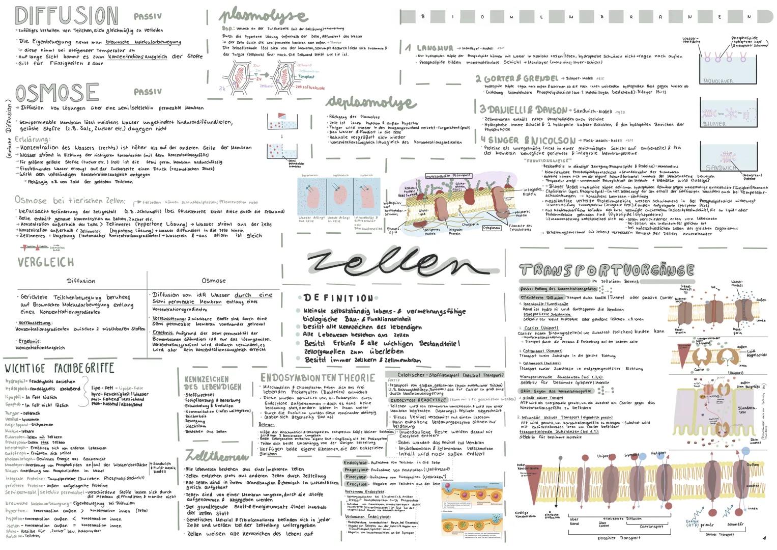 # Prokaryoten & Eukaryoten
| Merkmale | Prokaryoten | Eukaryoten |
| ----------- | ----------- | ----------- |
| Name | Bakterien (Prokaryot