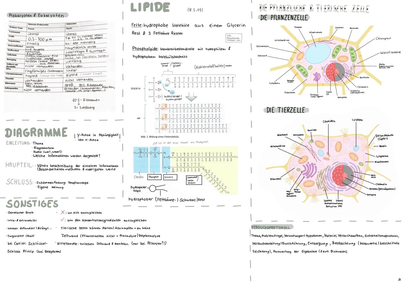 # Prokaryoten & Eukaryoten
| Merkmale | Prokaryoten | Eukaryoten |
| ----------- | ----------- | ----------- |
| Name | Bakterien (Prokaryot