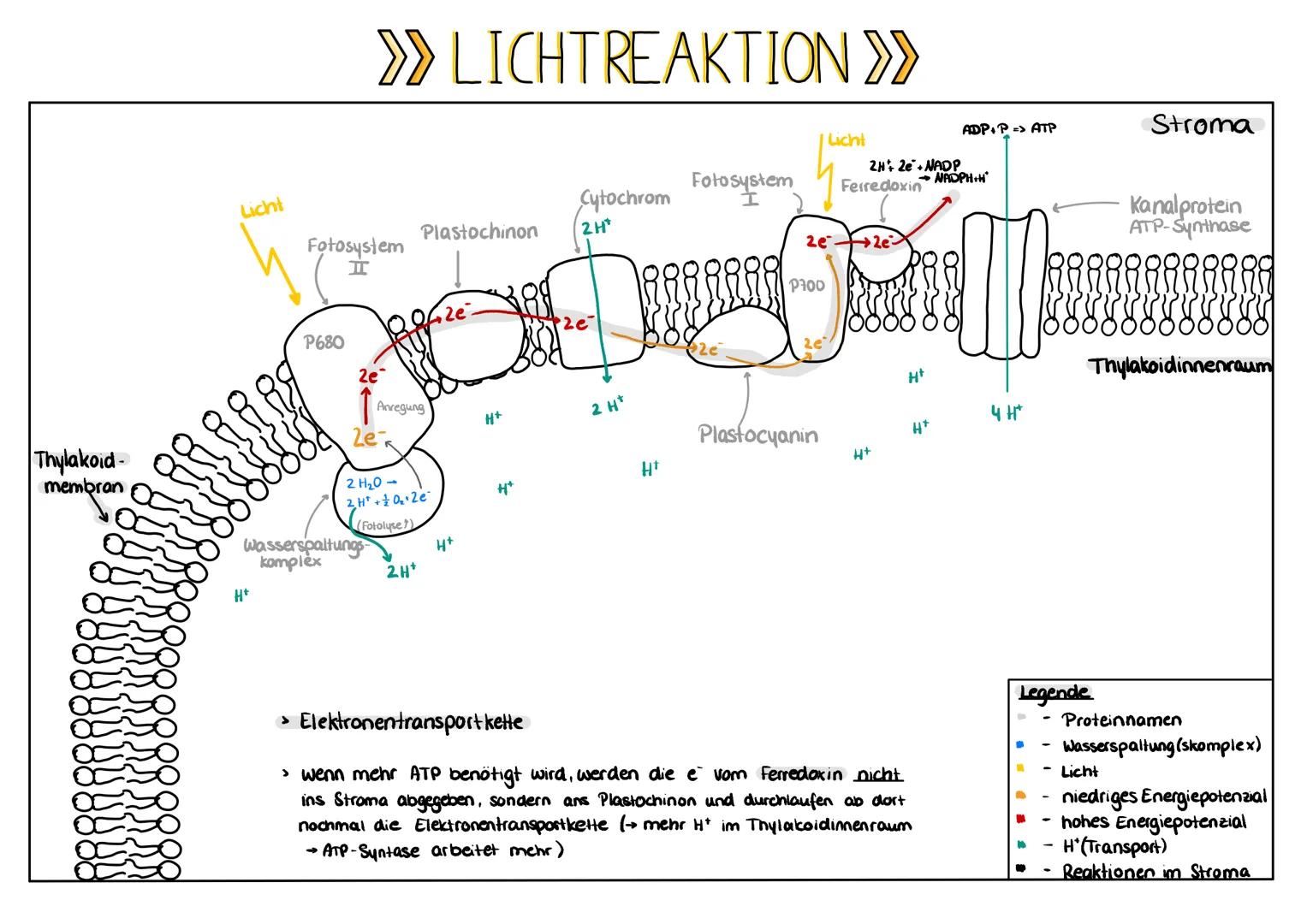 Gesamtbilanz
6CO₂ + 6H₂O → C6H₁₂O6 + 6 CO₂
Lichtreaktion
>> BILANZ >>
2 H₂O + 2 NADP* + 2 ADP+ 2P+H*
Dunkelreaktion
Festigungs
gewebe
Chloro