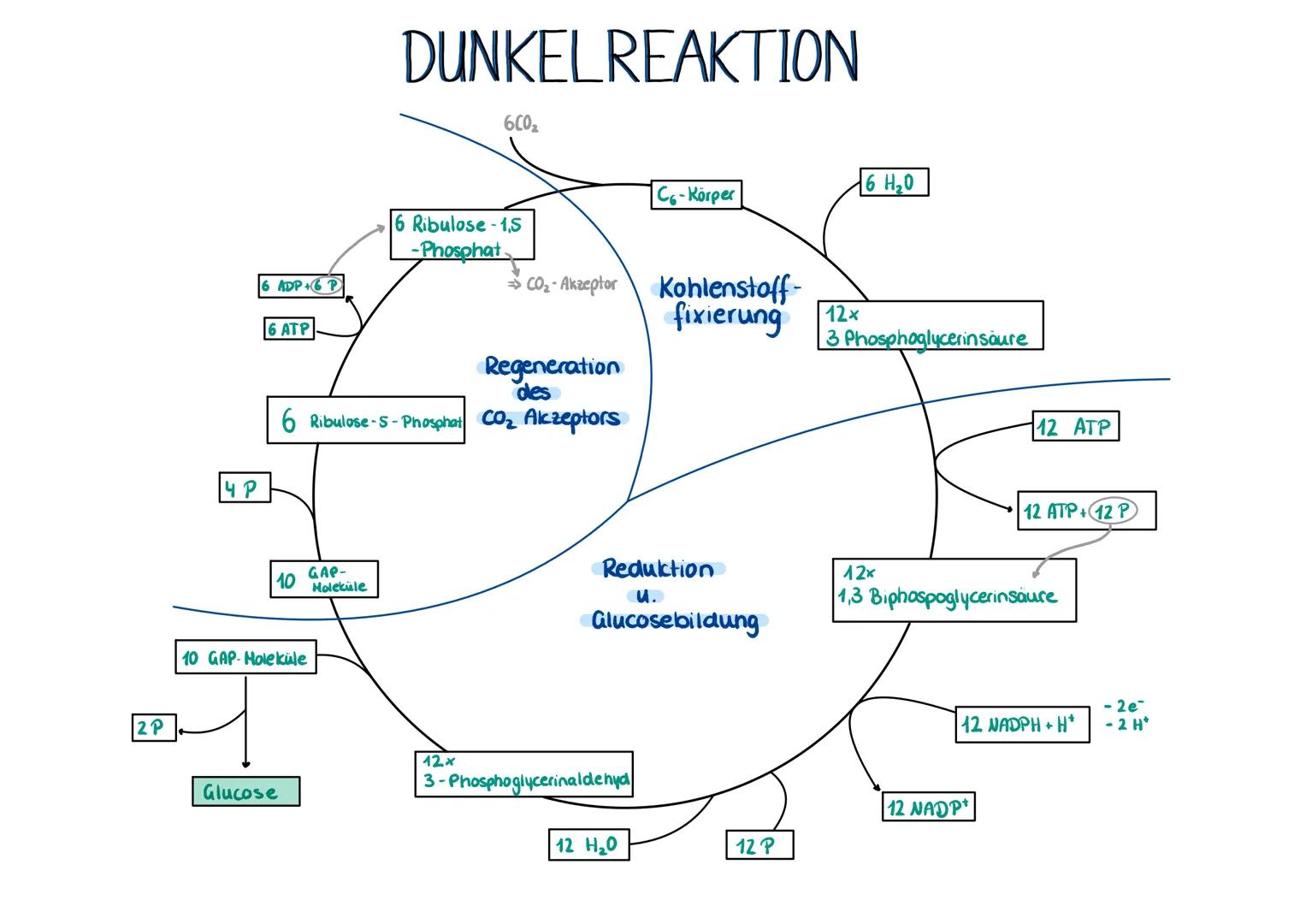 Gesamtbilanz
6CO₂ + 6H₂O → C6H₁₂O6 + 6 CO₂
Lichtreaktion
>> BILANZ >>
2 H₂O + 2 NADP* + 2 ADP+ 2P+H*
Dunkelreaktion
Festigungs
gewebe
Chloro