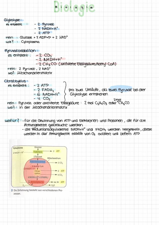 Know Zellatmung thumbnail