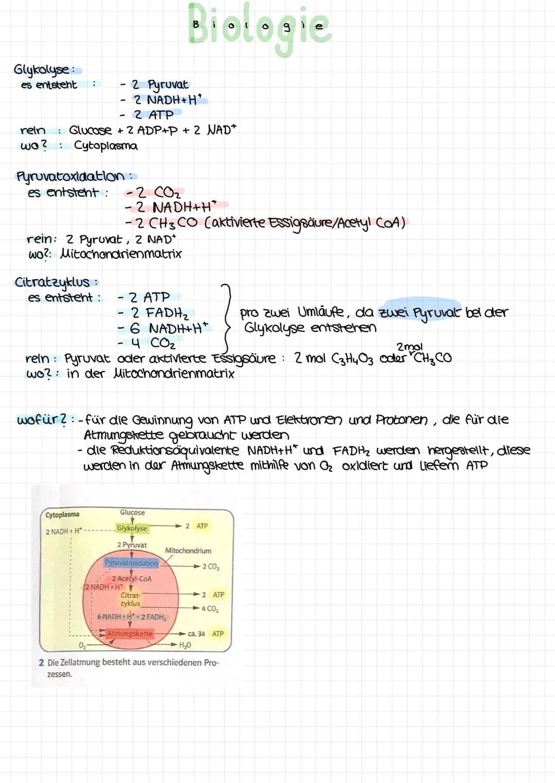 Glykolyse:
es entsteht :
rein : Glucose + 2 ADP+P + 2 NAD*
wo? Cytoplasma
Pyruvatoxidation :
es entsteht :
Citratzyklus:
es entsteht :
- 2 P