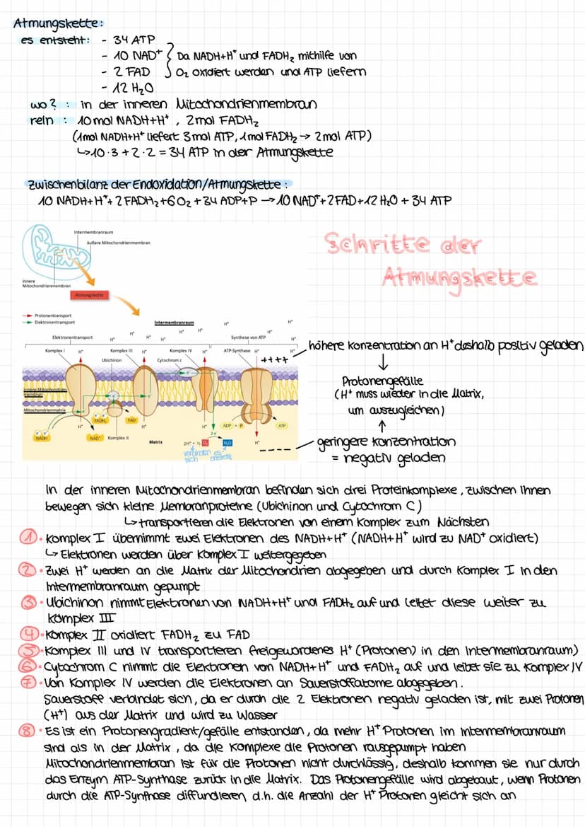 Glykolyse:
es entsteht :
rein : Glucose + 2 ADP+P + 2 NAD*
wo? Cytoplasma
Pyruvatoxidation :
es entsteht :
Citratzyklus:
es entsteht :
- 2 P