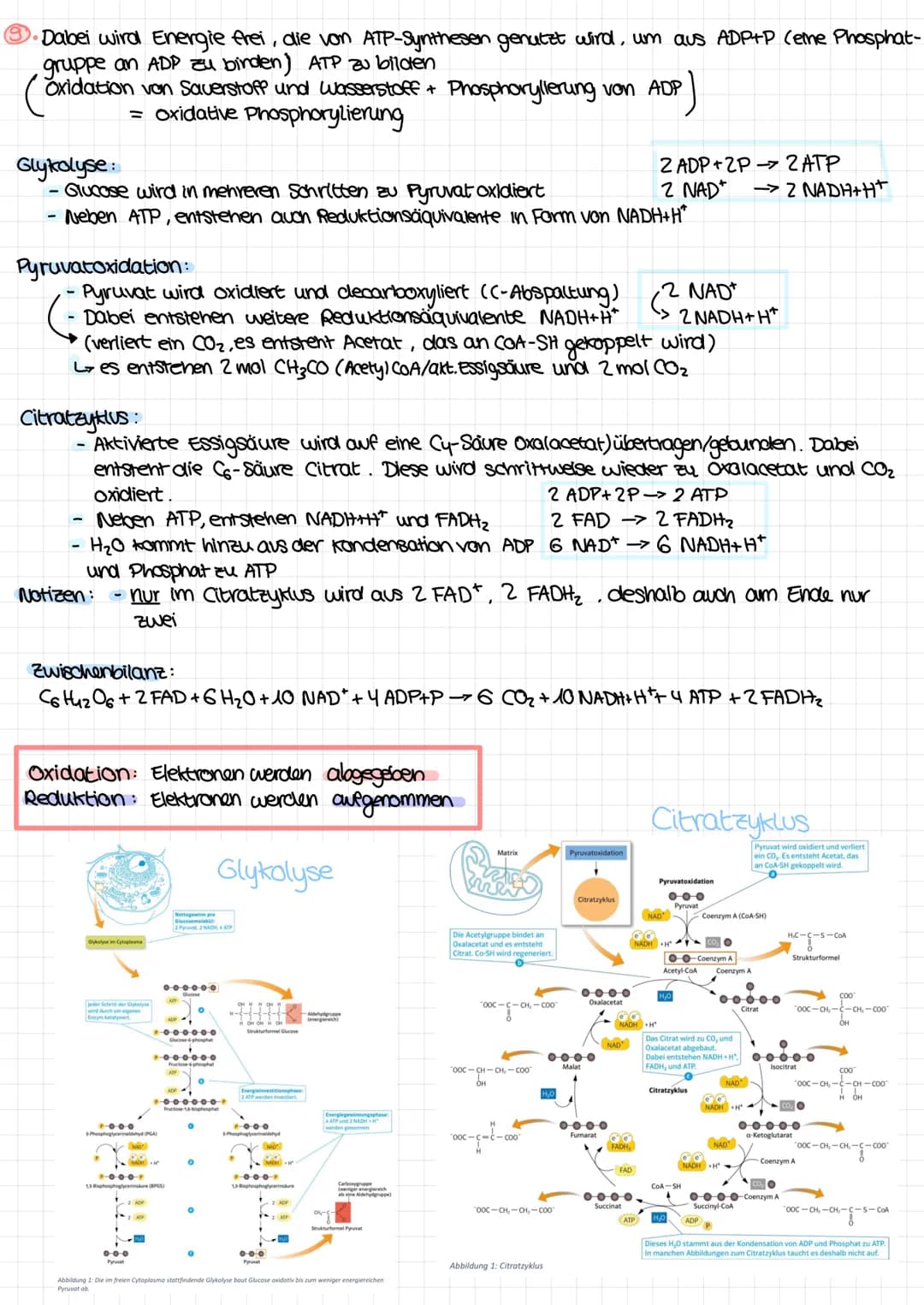 Glykolyse:
es entsteht :
rein : Glucose + 2 ADP+P + 2 NAD*
wo? Cytoplasma
Pyruvatoxidation :
es entsteht :
Citratzyklus:
es entsteht :
- 2 P