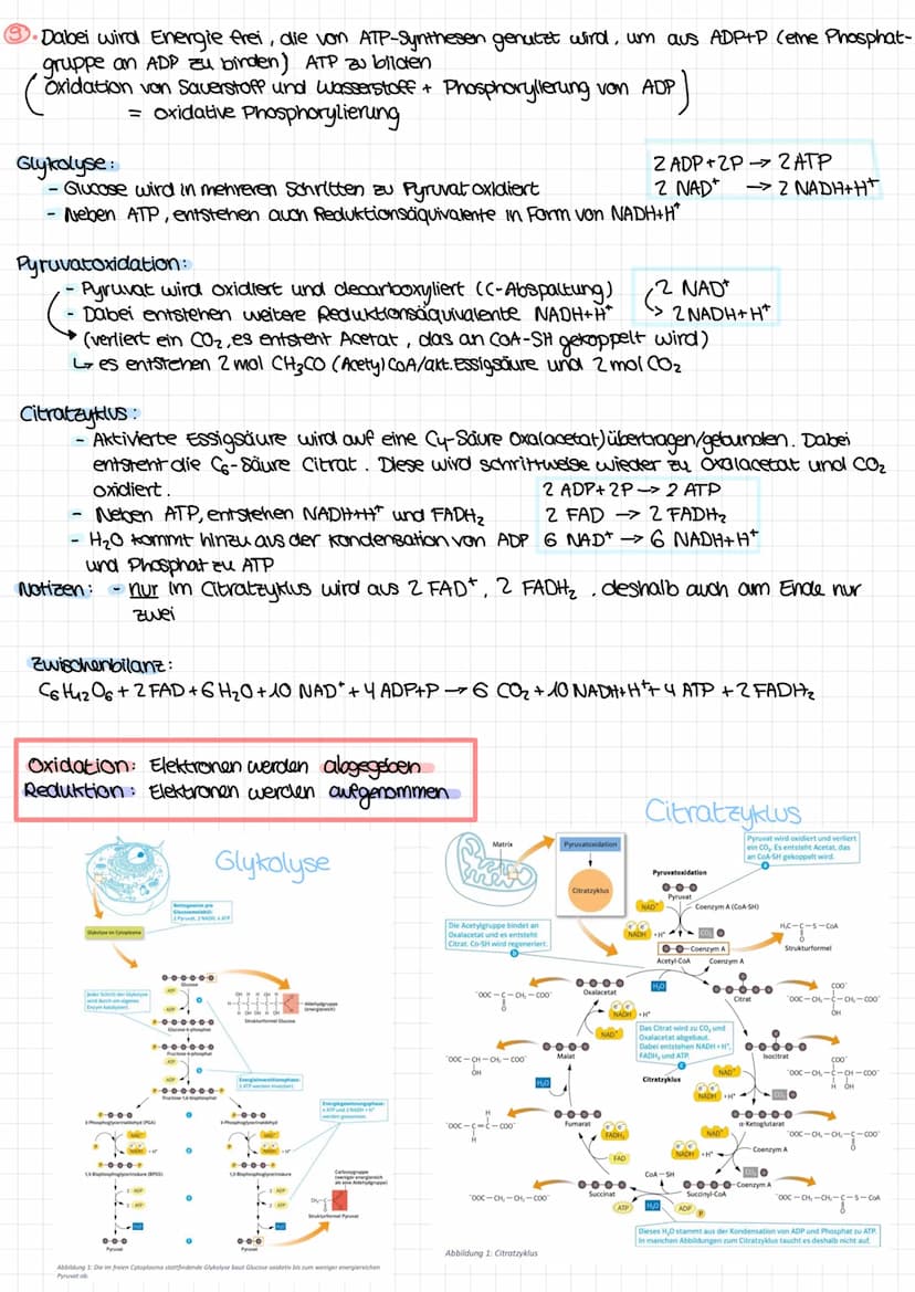 Glykolyse:
es entsteht :
rein : Glucose + 2 ADP+P + 2 NAD*
wo? Cytoplasma
Pyruvatoxidation :
es entsteht :
Citratzyklus:
es entsteht :
- 2 P