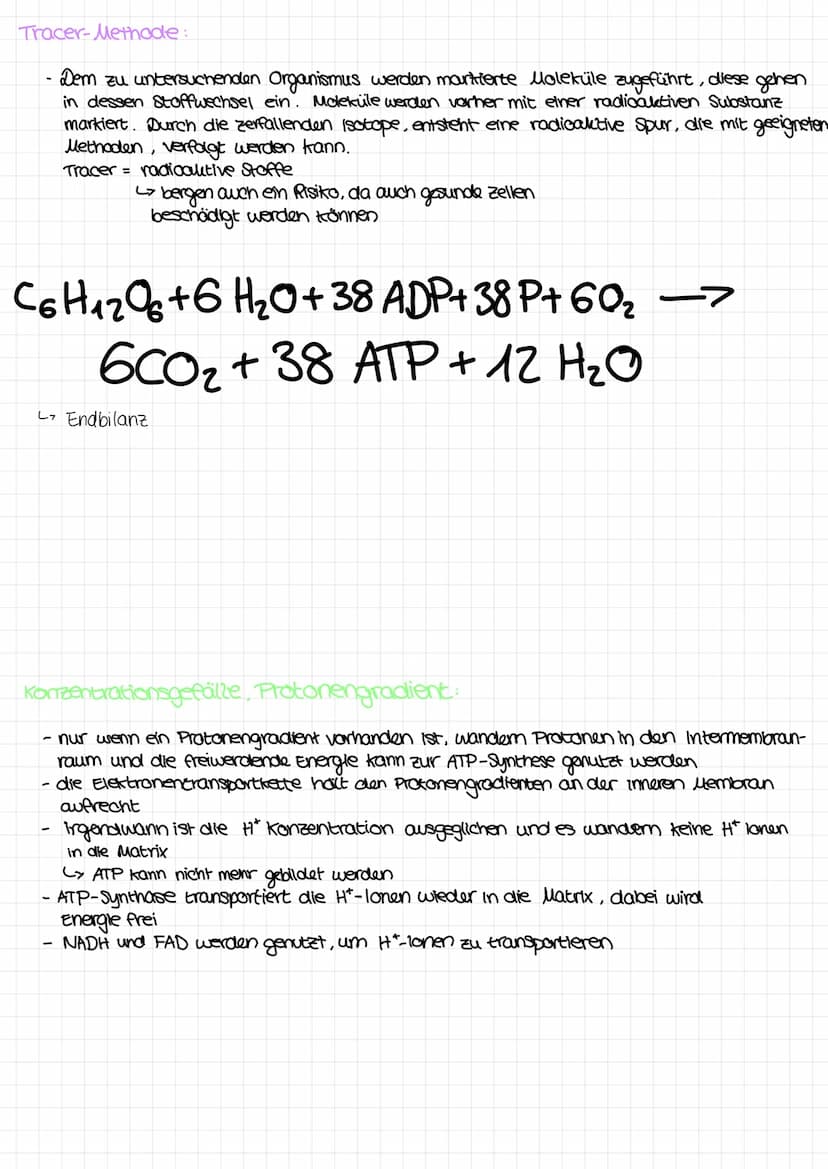 Glykolyse:
es entsteht :
rein : Glucose + 2 ADP+P + 2 NAD*
wo? Cytoplasma
Pyruvatoxidation :
es entsteht :
Citratzyklus:
es entsteht :
- 2 P