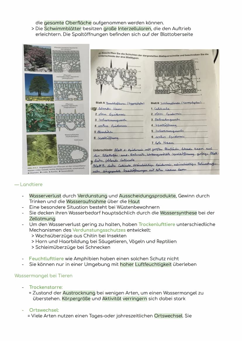 - Komponenten eines Ökosystems
Übersicht Ökologie
Biosphäre
= die Gesamtheit der Ökosysteme auf der Erde
Ökosystem
= eine funktionelle Einhe
