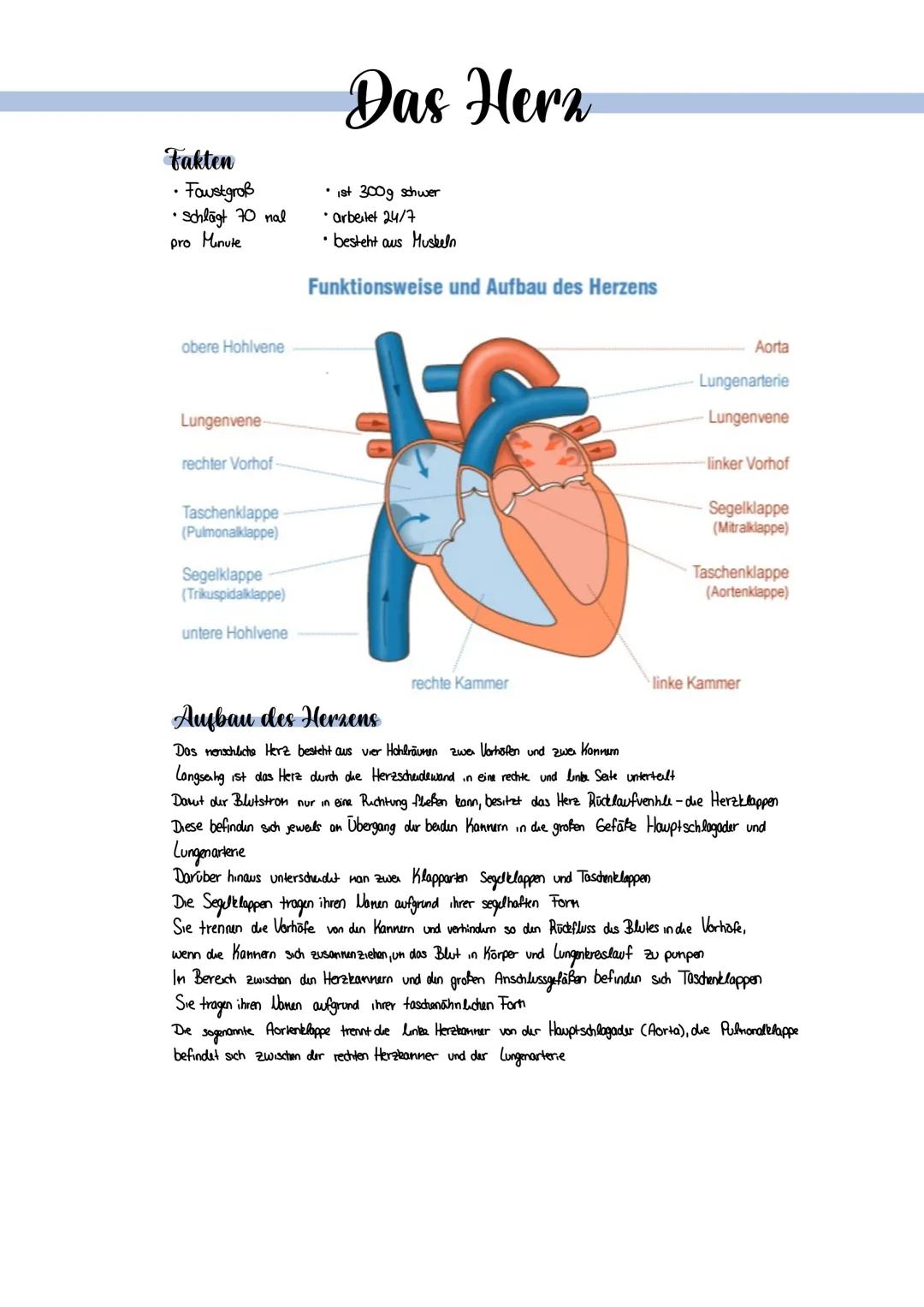 Fakten
• Faustgroß
• schlägt 70 nal
pro Minute
obere Hohlvene
Lungenvene
rechter Vorhof-
Taschenklappe
(Pulmonalklappe)
Segelklappe
(Trikusp