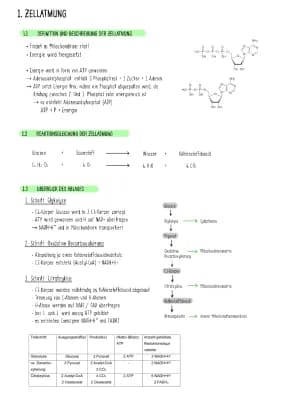 Know Zellatmung (Glykolyse, Oxidative Decarboxylierung, Citratzyklus) thumbnail