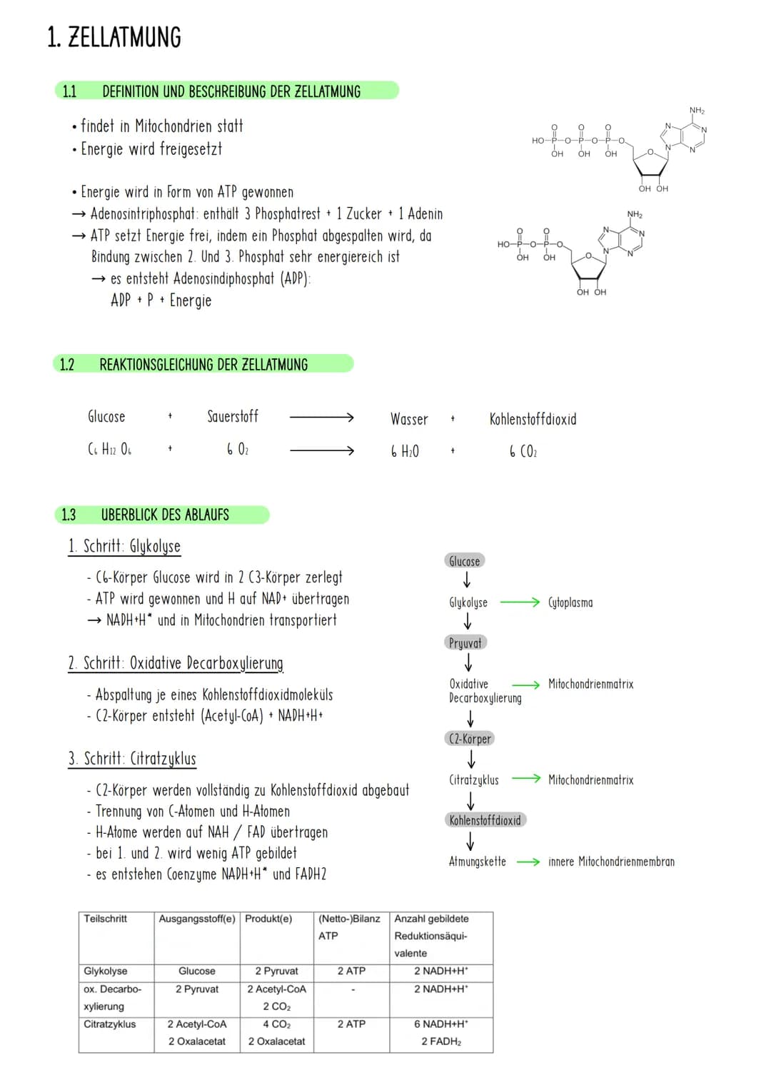1. ZELLATMUNG
1.1 DEFINITION UND BESCHREIBUNG DER ZELLATMUNG
findet in Mitochondrien statt
• Energie wird freigesetzt
• Energie wird in Form