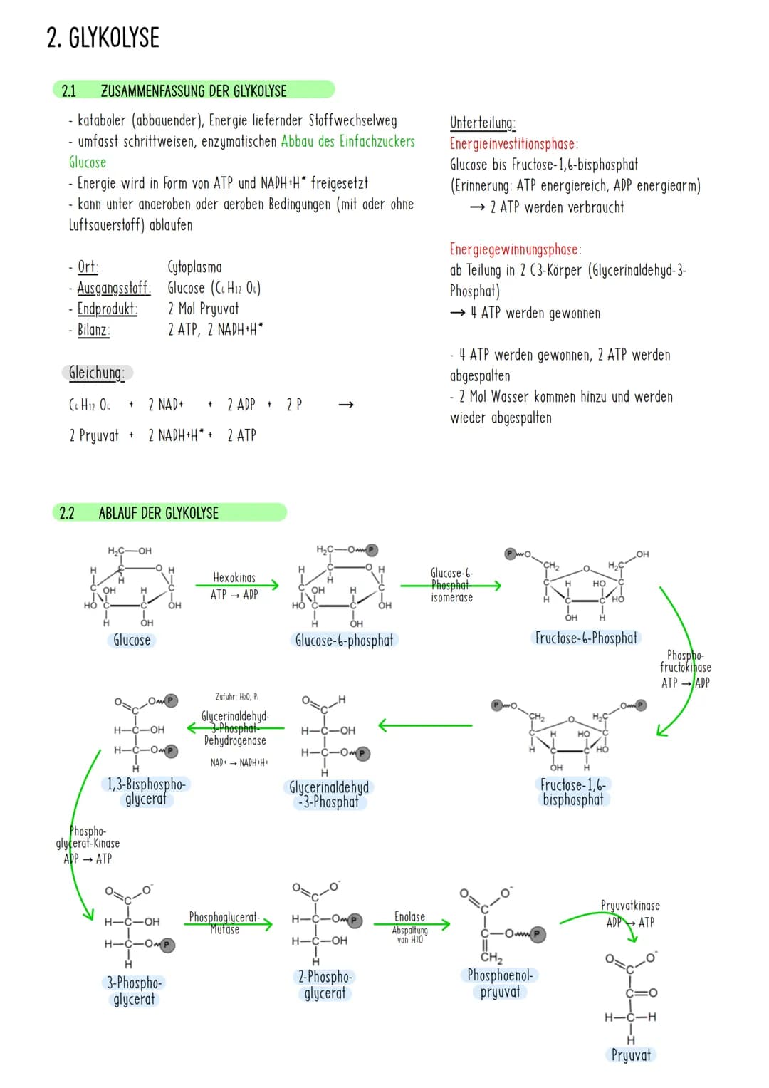 1. ZELLATMUNG
1.1 DEFINITION UND BESCHREIBUNG DER ZELLATMUNG
findet in Mitochondrien statt
• Energie wird freigesetzt
• Energie wird in Form